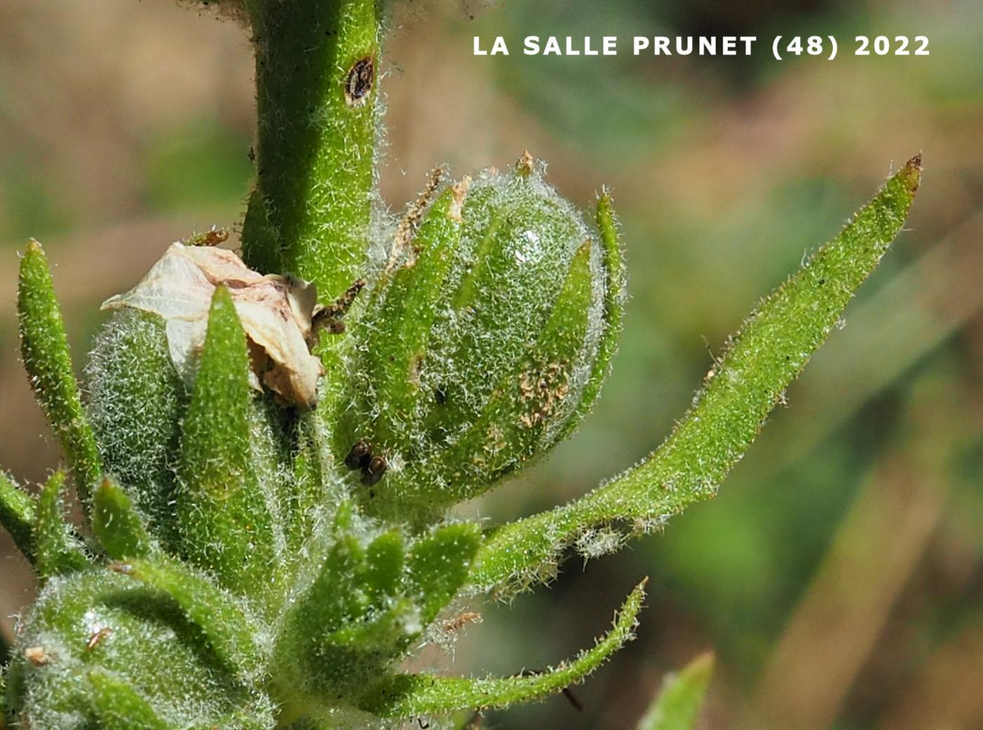 Mullein of Boerhaave fruit